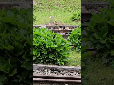 Pássaro-preto. Estação Lefevre. Santo Antônio do Pinhal.