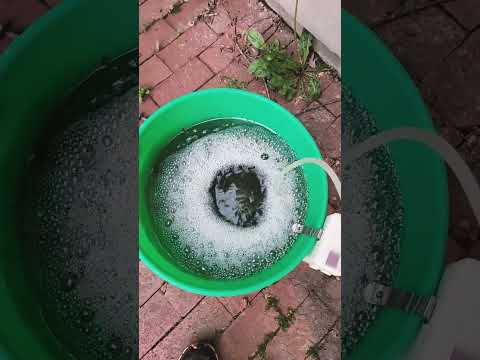 how to grow morel mushrooms #getyasome