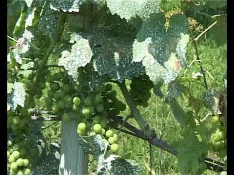 Ökológiai Intézet - Mit tegyünk a "kártevőkkel"? Bionövényvédelem.