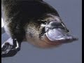 Documentary Nature - Platypus: The World's Strangest Animal