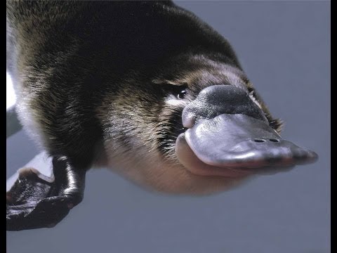 Platypus: The World's Strangest Animal