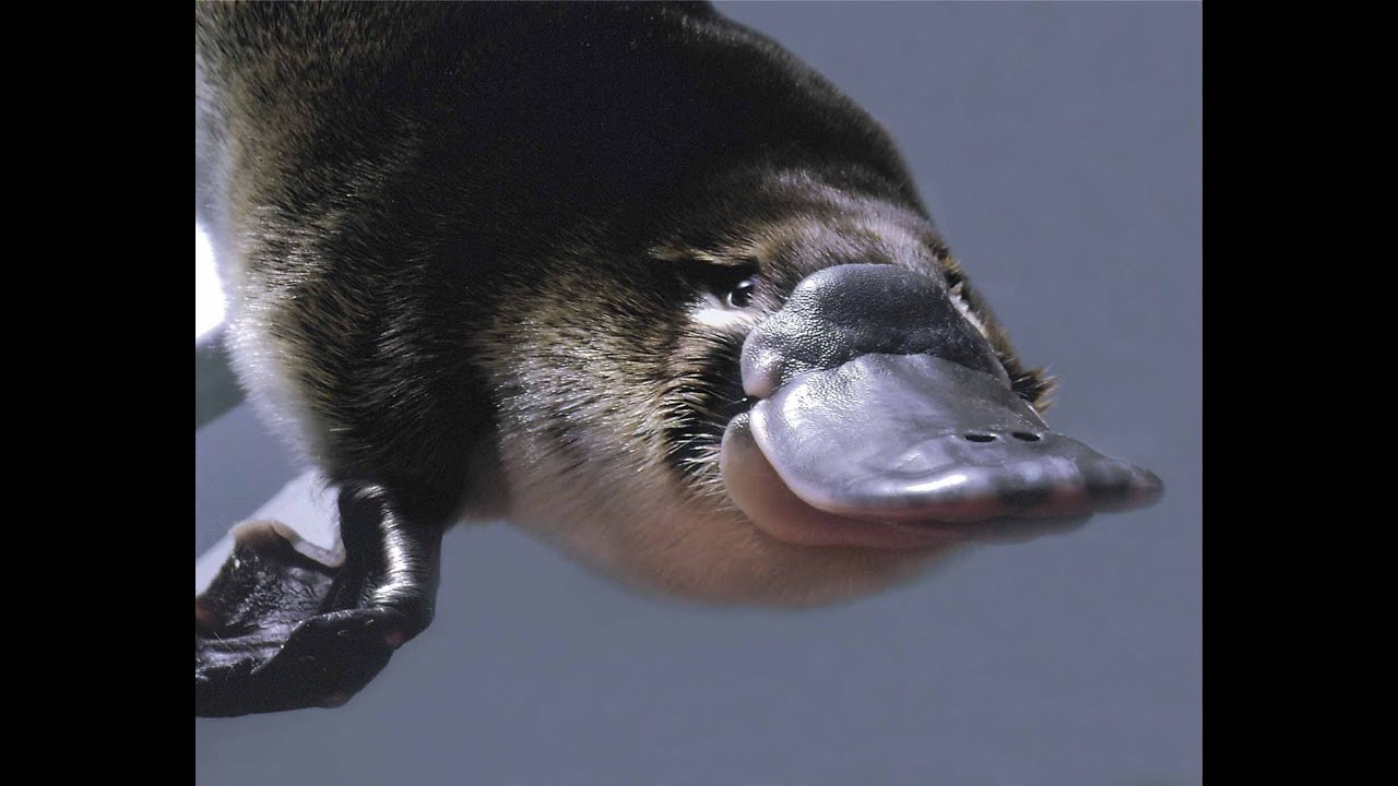 Platypus: The World's Strangest Animal