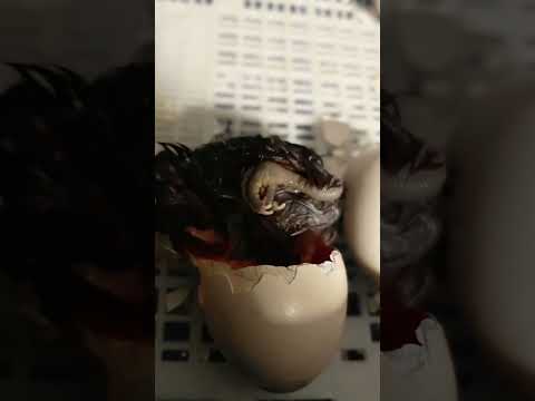 Oletko nähnyt kun kanatipu kuoriutuu munasta?🐣