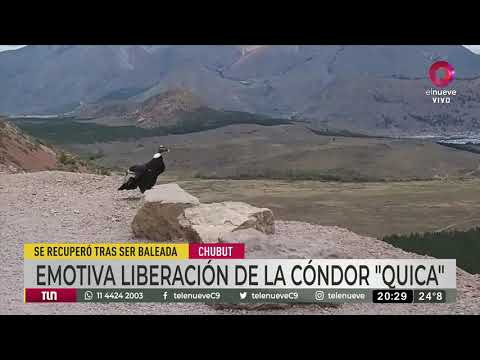 Emotiva liberación de la cóndor "Quica"