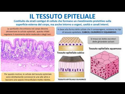 IL TESSUTO EPITELIALE