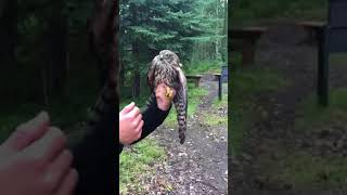 The hawk around the field mouse