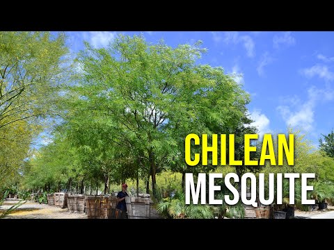 Chilean Mesquite