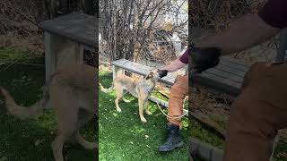 Video preview image #1 German Shepherd Dog-Unknown Mix Puppy For Sale in Pasadena, CA, USA