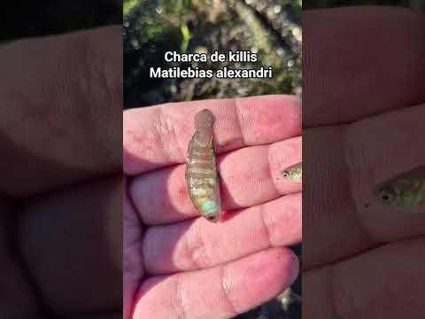 Charca de killis,  Matilebias alexandri,  en mi pueblo (Yapeyú Corrientes Argentina)