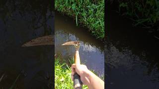 Download lagu HATI HATI PREDATOR INI SANGAT GANAS #fishing #mancing #funny #comedy #fish mp3