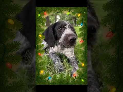 Kristi Noem is Sending You Home for the holidays!