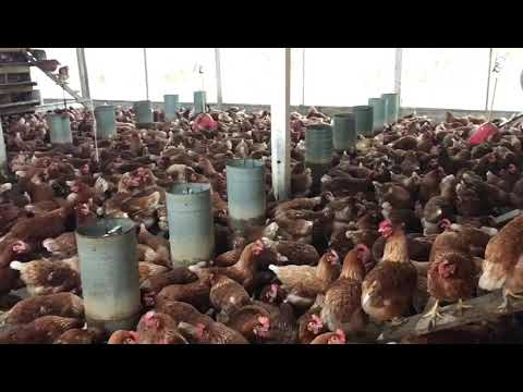 Cage free: galinhas livres de gaiolas