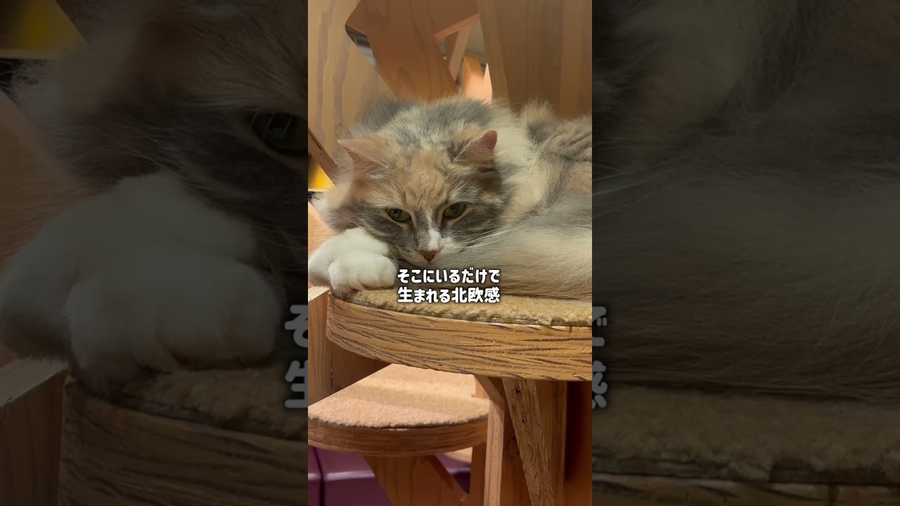 人気な大型猫種TOP3  #猫カフェmocha #猫のいる暮らし #猫好きさんと繋がりたい