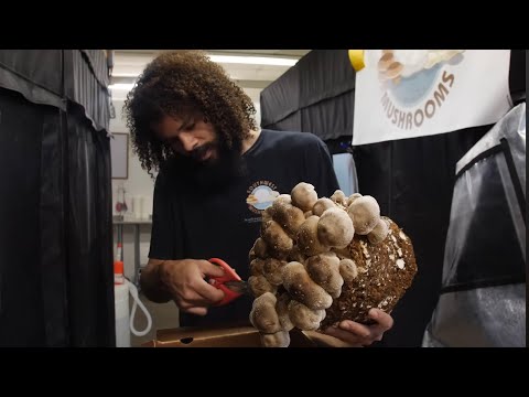 How to Grow & Harvest Shiitake Mushrooms Indoors | Cultivation Tips | Southwest Mushrooms