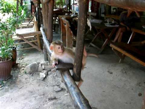 baby monkey on ko chang thailand