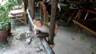 baby monkey on ko chang thailand