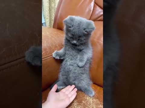 how to train cat |  cat funny video #shorts