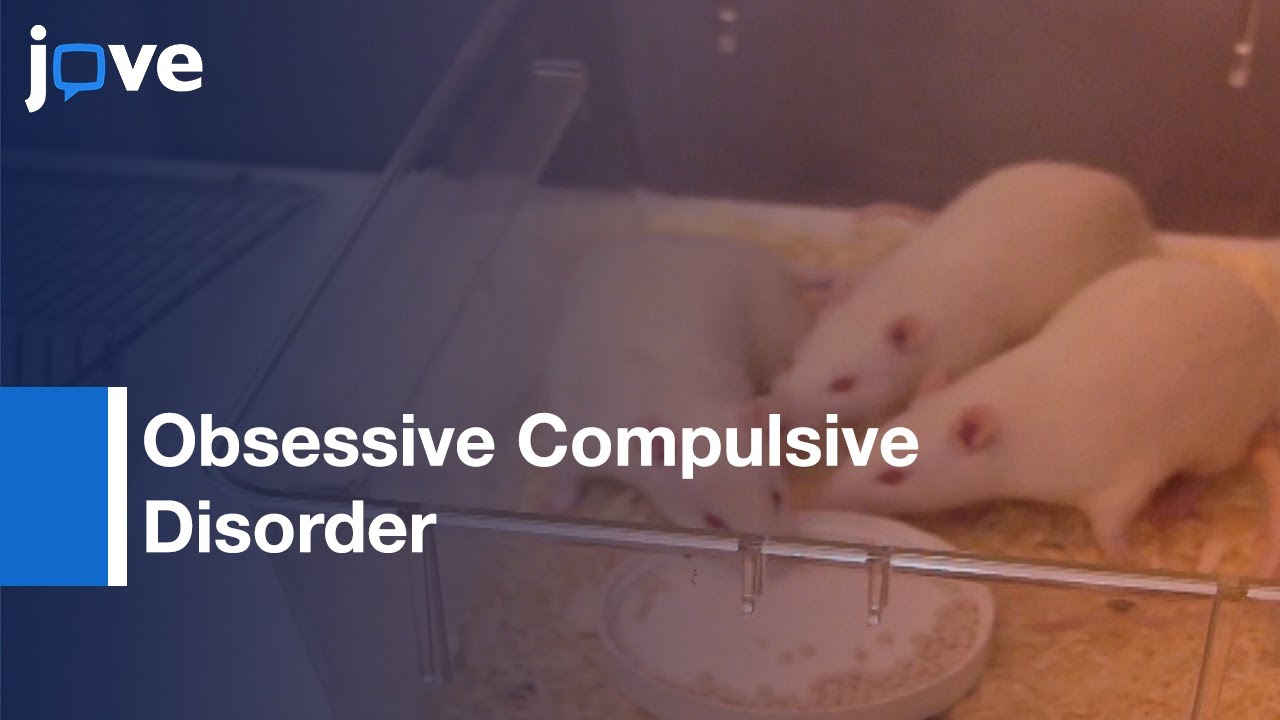 Signal Attenuation As Rat Model-Obsessive Compulsive Disorder l Protocol Preview