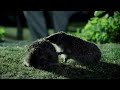 Hedgehog Mating Rituals | Life of Mammals | BBC Earth