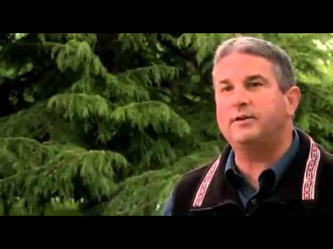 Doku über Raben - Unterschätzte Genies - Teil 1