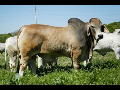 Lot 9 JDH Sir Zeus Manso 82/5