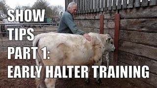 SHOW TIPS PART 1 | EARLY HALTER TRAINING