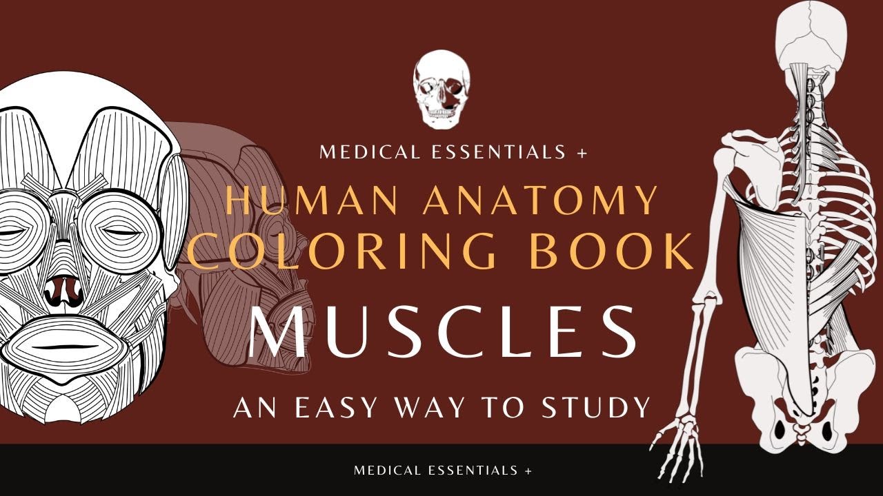 Anatomy and Physiology Study Guide | Incorporate Gross Anatomy Coloring Books. #muscles #shorts