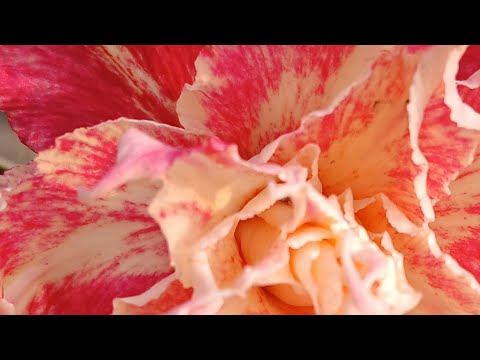 Vrinda garden is live!