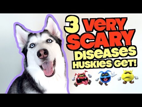 3 SCARY Diseases That Siberian Huskies Commonly Get!