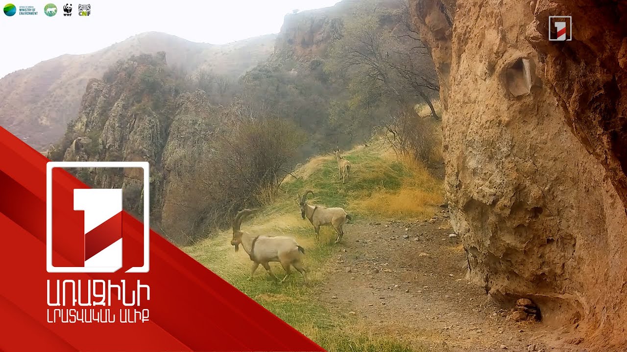 Բեզոարյան այծերը հայտնվել են «Խոսրովի անտառ» պետական արգելոցի տեսախցիկում