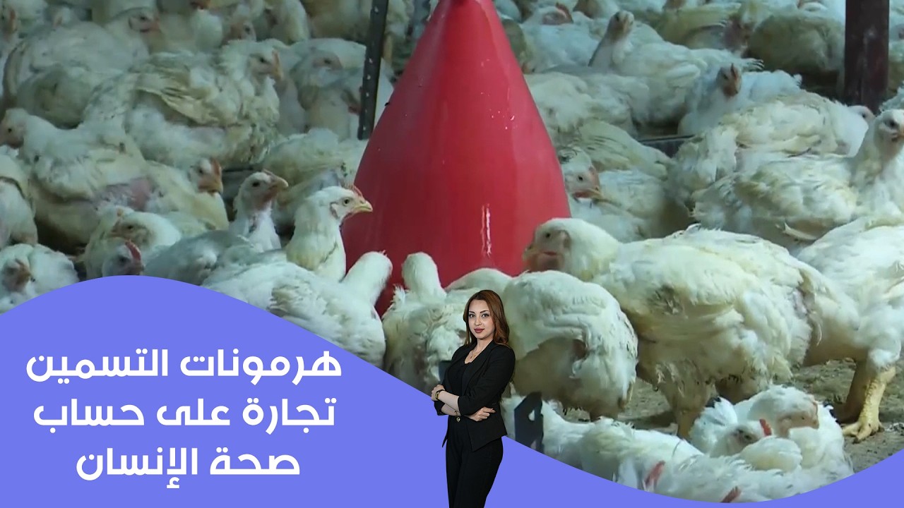 فيديو | هرمونات التسمين.. تجارة على حساب صحة الإنسان