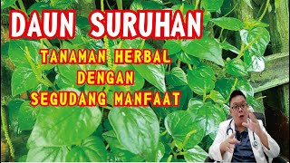 Download lagu SURUHAN LEAF: A HERBAL PLANT WITH MANY HEALTH BENEFITS mp3 Download lagu SURUHAN LEAF: A HERBAL PLANT WITH MANY HEALTH BENEFITS mp3