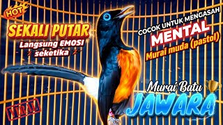 Download lagu Murai batu Gacor FIGHTER poll...Ampuh Bikin emosi semua lawan. mp3