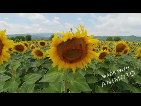 А sad adio / Любиша Самарджич