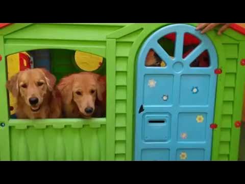 Playhouse Full of Pups || ViralHog