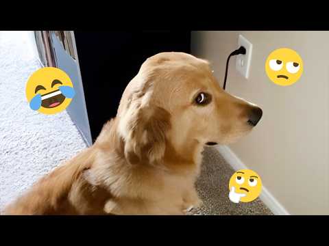 I dare you not to LAUGH at these FUNNY DOGS 😁🦮 - Best Funny Animals Videos 2026 #11