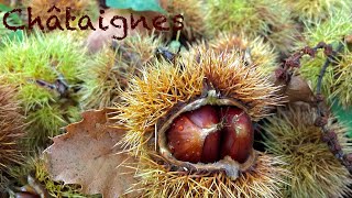 【フランス生活】パリ郊外、ムドンの森で栗拾い。Forêt domaniale de Meudon