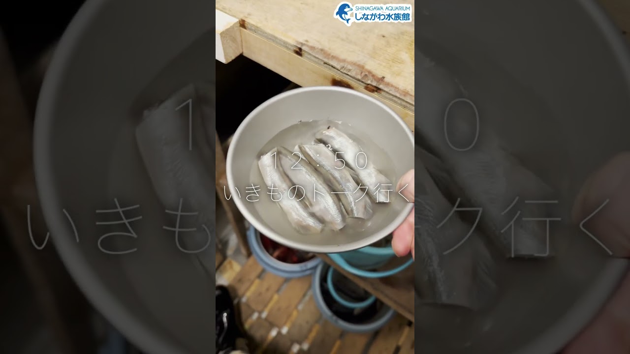水族館飼育員のゆるゆるVlog⑥＠しながわ水族館【魚類】