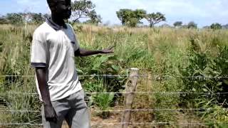 Agriculture teacher of Lyelokwar introducing the school garden (Uganda)