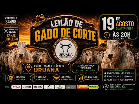 Leilão de Gado -  Uruana Leilões - Leilão de Gado de Corte em Goiás @canal.boiadeiro #live #gado