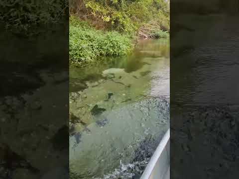 Rio Sucuri em Bonito Mato Grosso do Sul.segundo rio mais cristalino do mundo