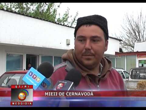 MIEII DE CERNAVODĂ 17 aprilie