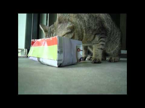 For Adoption: Robina