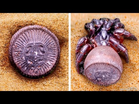 動物の擬態 - 定義、種類、例 - 動物におけるカモフラージュまたはクリプシス