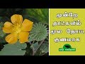 மூன்றே நாட்களில் மூல நோய் குணமாக Thuthi Ilai