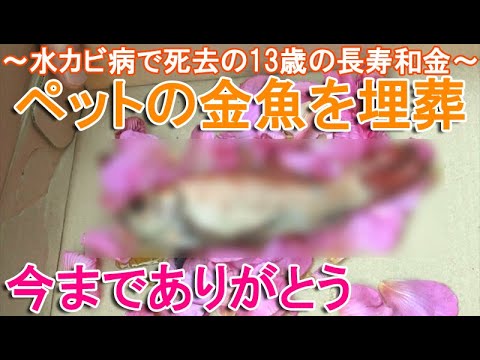 金魚埋葬