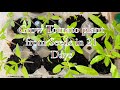 Grow Tomato Plant From Seeds In 21 Days Only MoneyMaker Tomato Grow Mouli S Kitchen