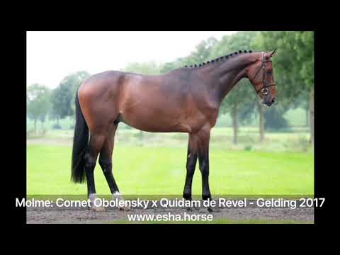 Molme: CORNET OBOLENSKY x QUIDAM DE REVEL