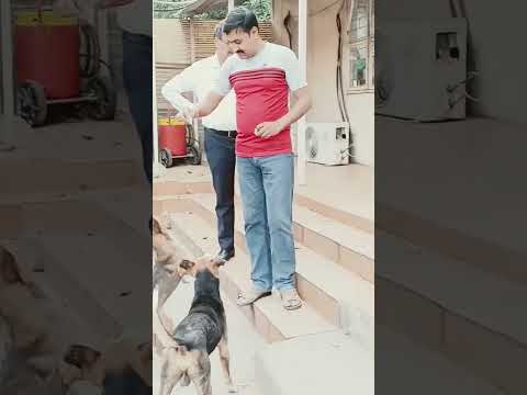 dog lovers #viral #col #explore #hashtag #beautiful