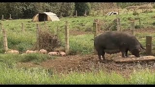 Miniatura do vídeo